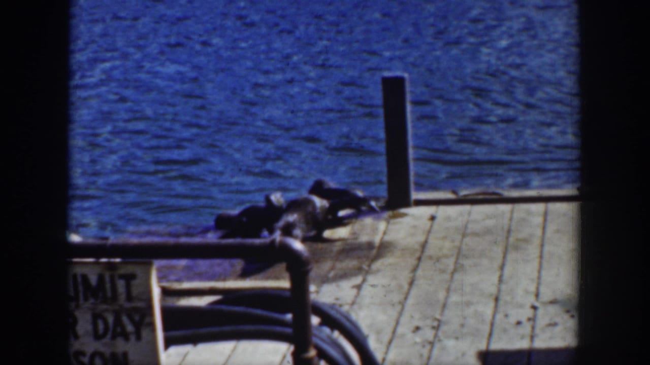 1939 home-movie frame showing sea lions on a wooden pier near blue water, pipe railing, and a partly visible limit sign.