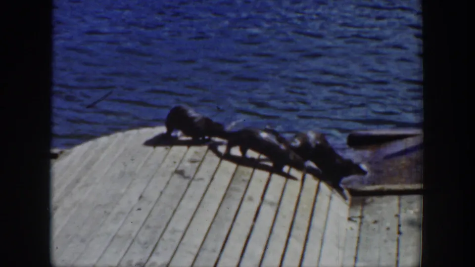 1939 home-movie frame showing several sea lions stretched along a sloped wooden pier with blue water behind them.