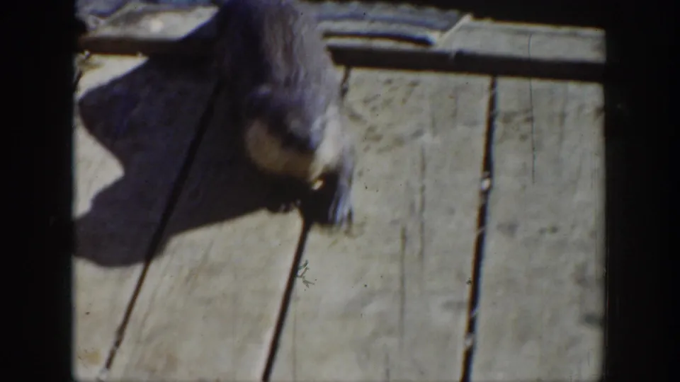 A close, soft-focused view shows an otter crossing light wooden dock planks in vintage Wyoming 8mm footage.
