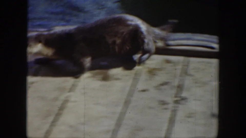 A dark-furred otter crosses the wooden dock in soft focus, with water and dock hardware near the top edge.