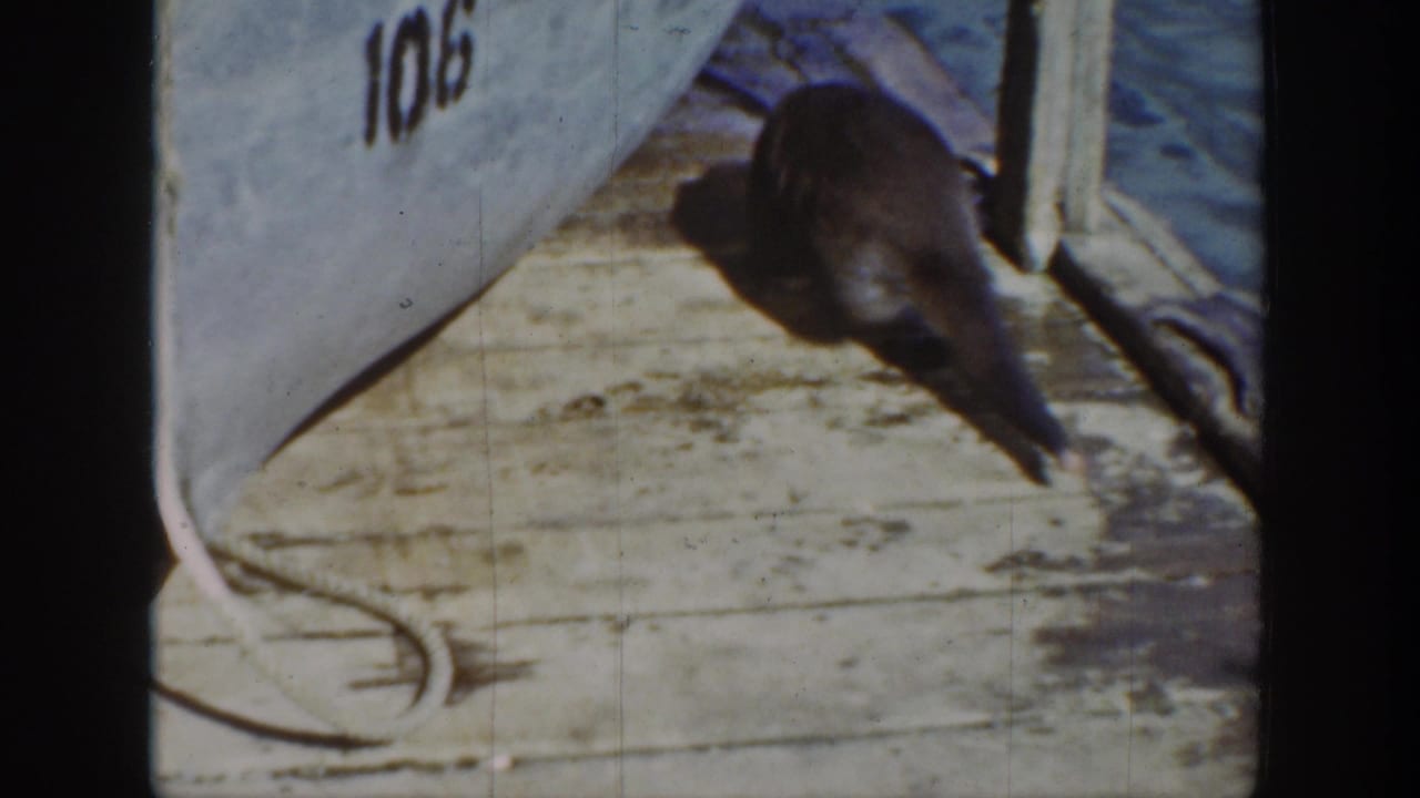 1939 Wyoming 8mm frame showing a dark-furred animal near the edge of a wooden dock beside a boat marked 106.