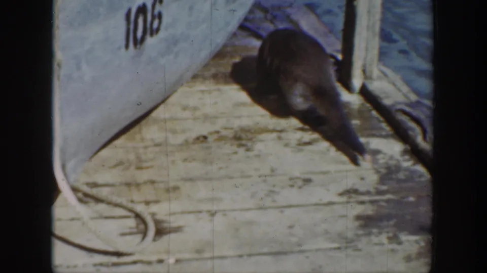 1939 Wyoming 8mm frame showing a dark-furred animal near the edge of a wooden dock beside a boat marked 106.