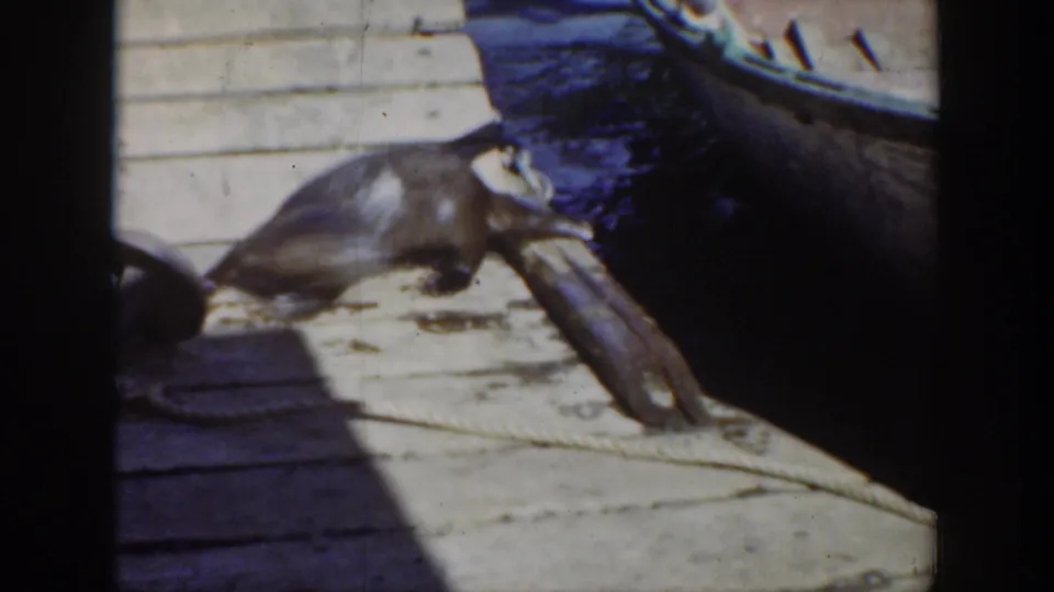 1939 Wyoming 8mm frame showing the animal low on the wooden dock near the side of a moored boat.