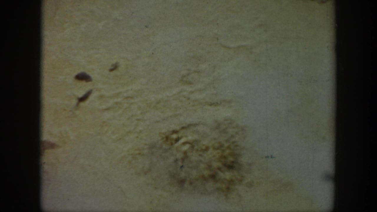 Pale geothermal surface with a small bubbling or crusted mineral area.