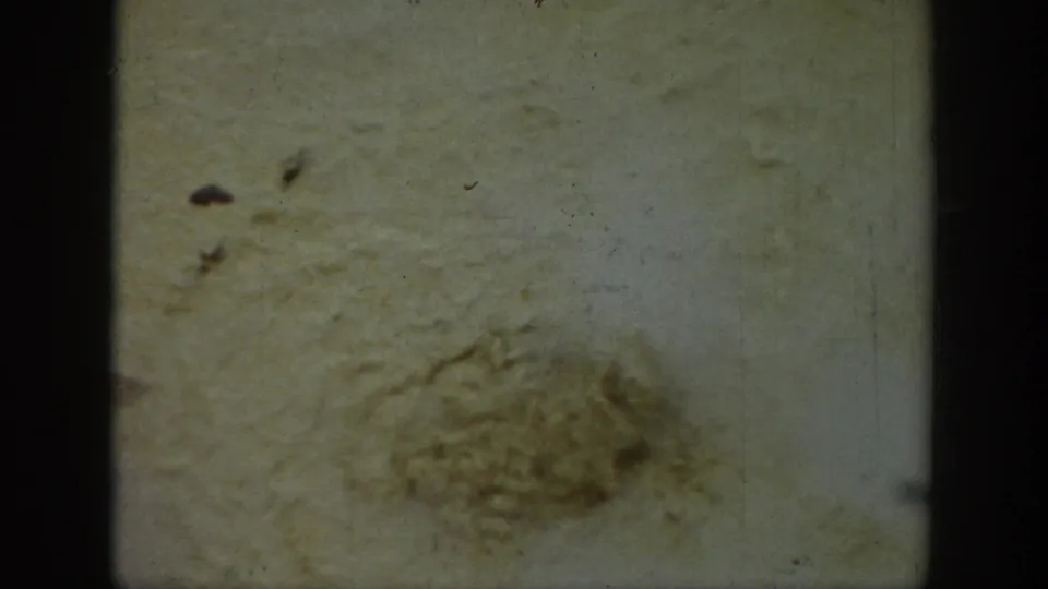 1939 Wyoming home-movie frame showing mineral flats and a rounded bubbling geothermal patch with visible film wear.