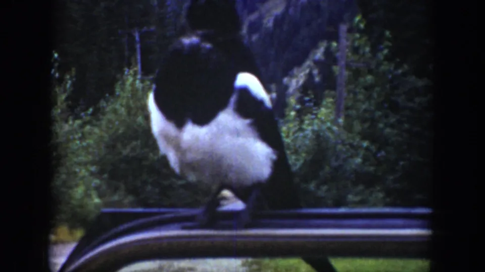 A black-and-white magpie perches on a car roof in the garden scene, with dark greenery in the background.