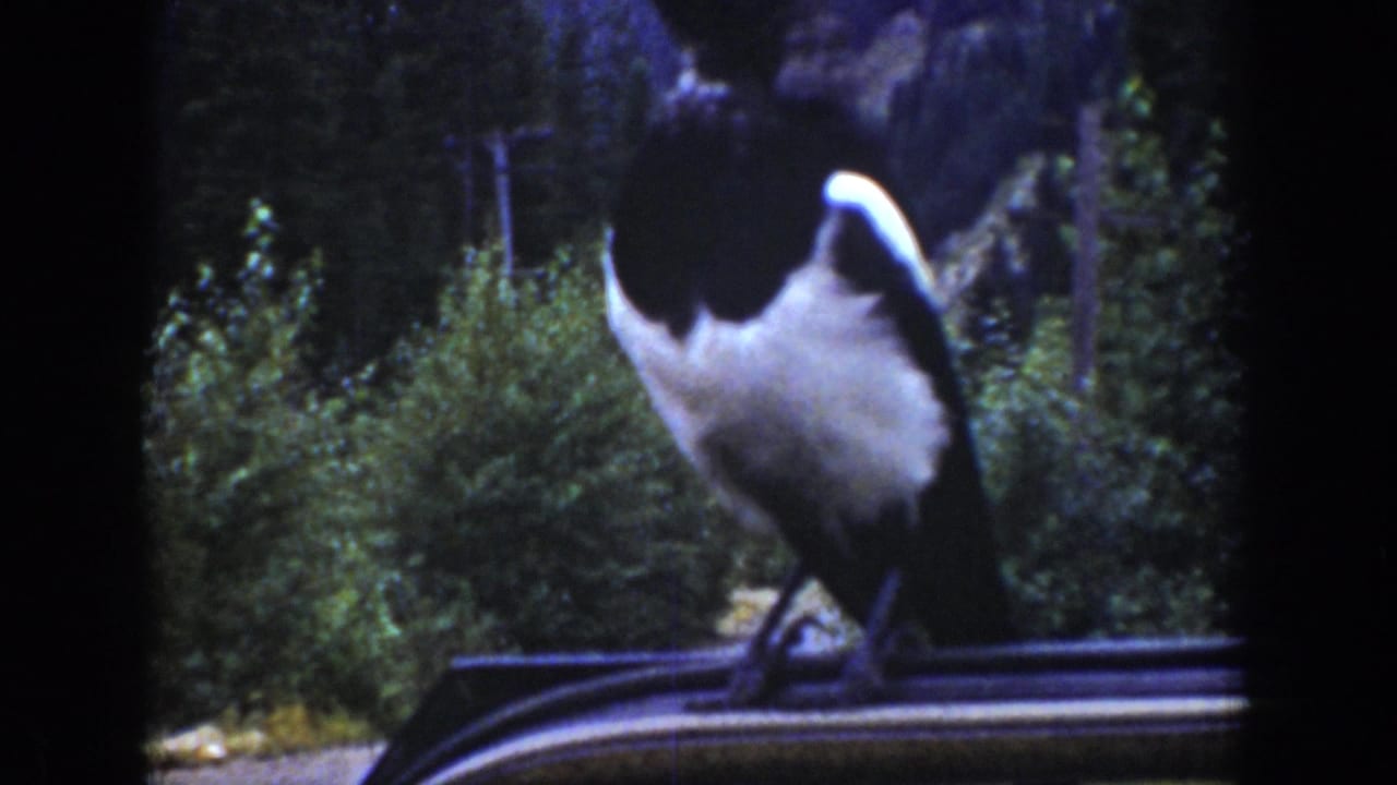 1939 Wyoming home-movie frame showing a magpie standing on a car roof before trees and rocky mountain terrain.