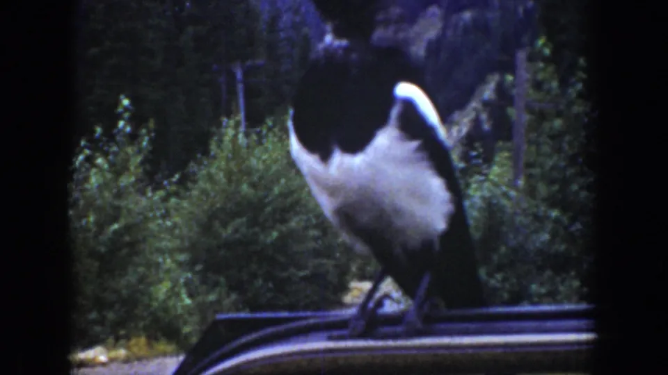 1939 Wyoming home-movie frame showing a magpie standing on a car roof before trees and rocky mountain terrain.