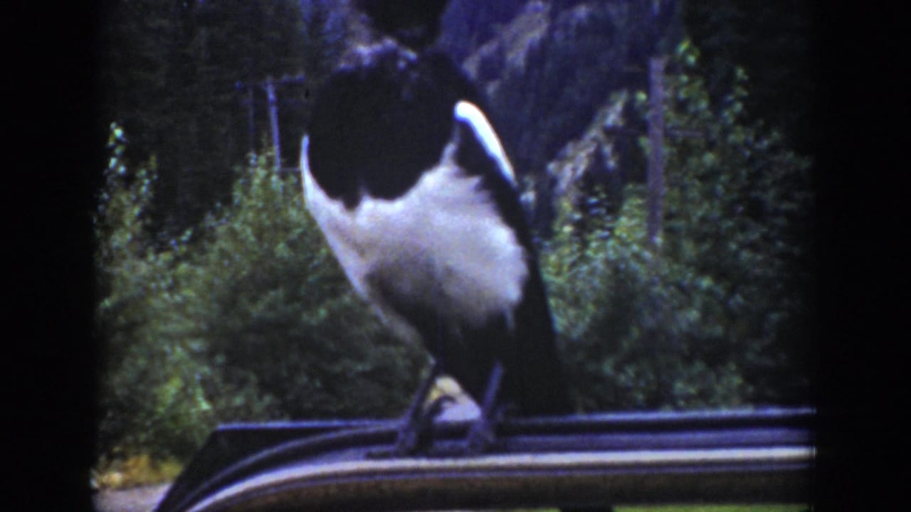 1939 Wyoming footage frame with a magpie perched on a car roof, framed by dense trees and mountain rocks.