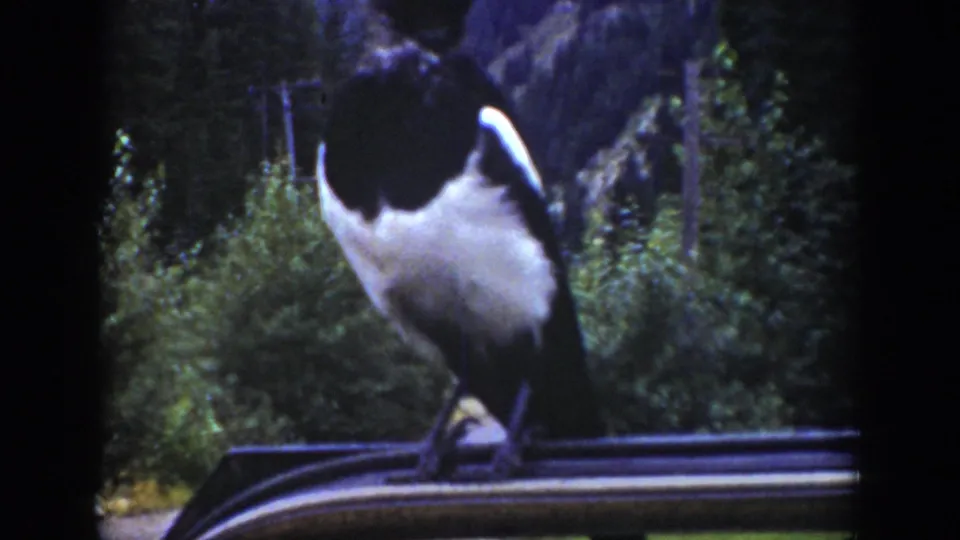 1939 Wyoming footage frame with a magpie perched on a car roof, framed by dense trees and mountain rocks.