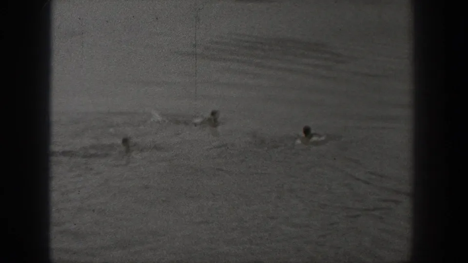 1940 Washington home-movie frame with several distant swimmers moving through rippling water under a hazy background.