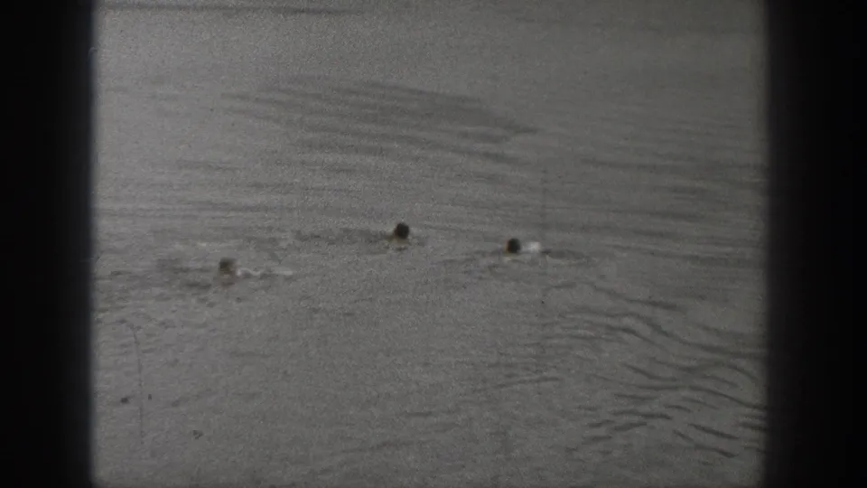 Black-and-white 8mm frame from Washington showing swimmers spaced across calm water with a faint misty shoreline beyond.