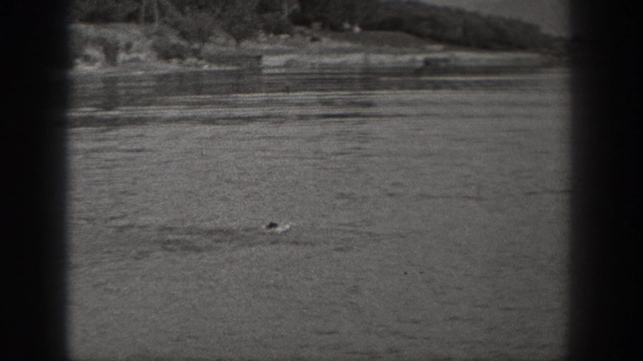 Swimmer crossing open lake water near a wooded shoreline.