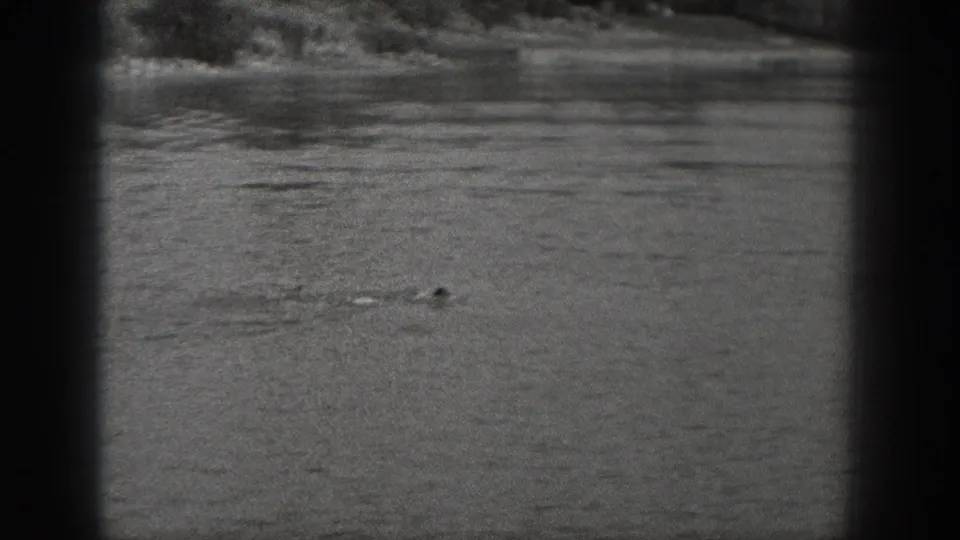 1940 Washington lake frame showing a swimmer low in the water, with ripples, shoreline blur, and dark foreground framing from the camera position.