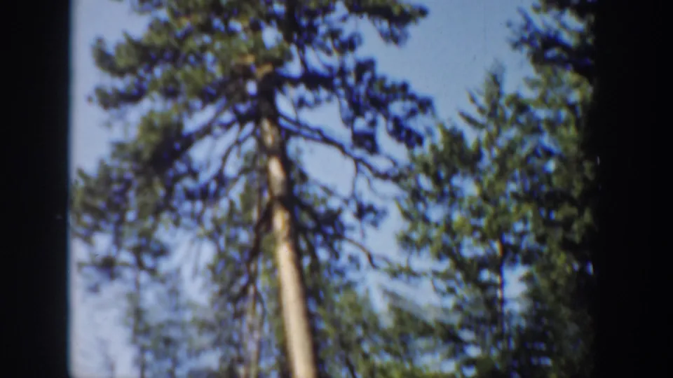 Upward handheld view of tall conifers and sky in 1940 Washington forest travel footage.