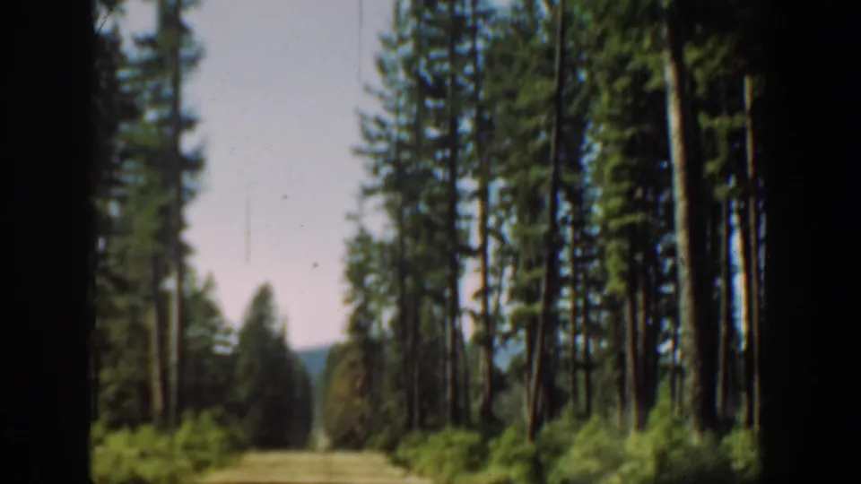 Dirt road receding through tall Washington conifers in a handheld 1940 8mm travel frame.
