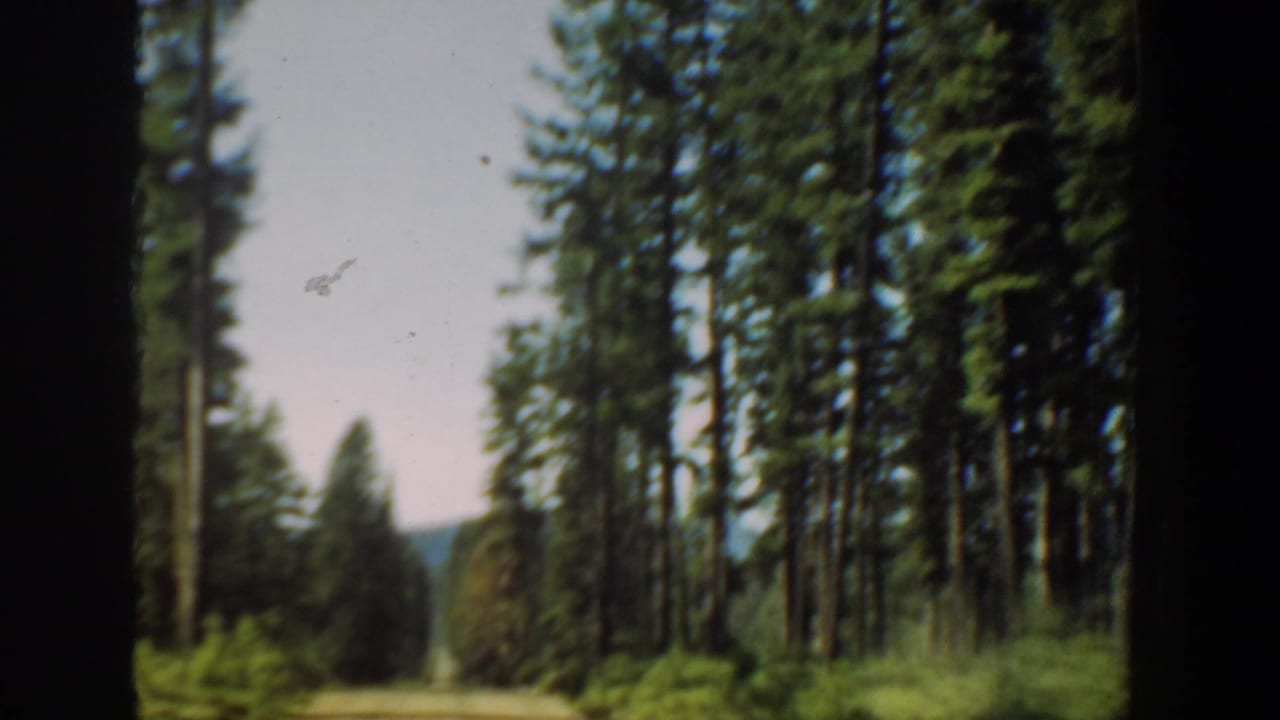 1940 Washington 8mm frame showing a pale dirt road bordered by tall conifers and green brush, with dark film borders.
