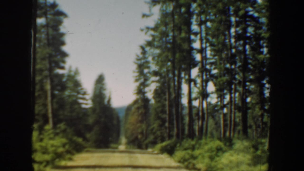 Narrow road through dense evergreens with brush along both sides.