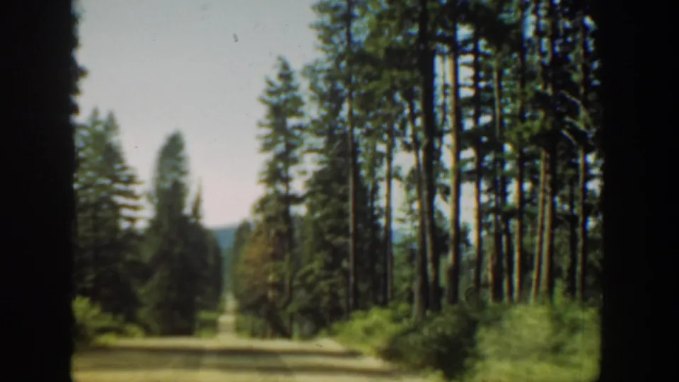Soft 8mm home-movie frame of a Washington dirt road lined with conifers and low green undergrowth.