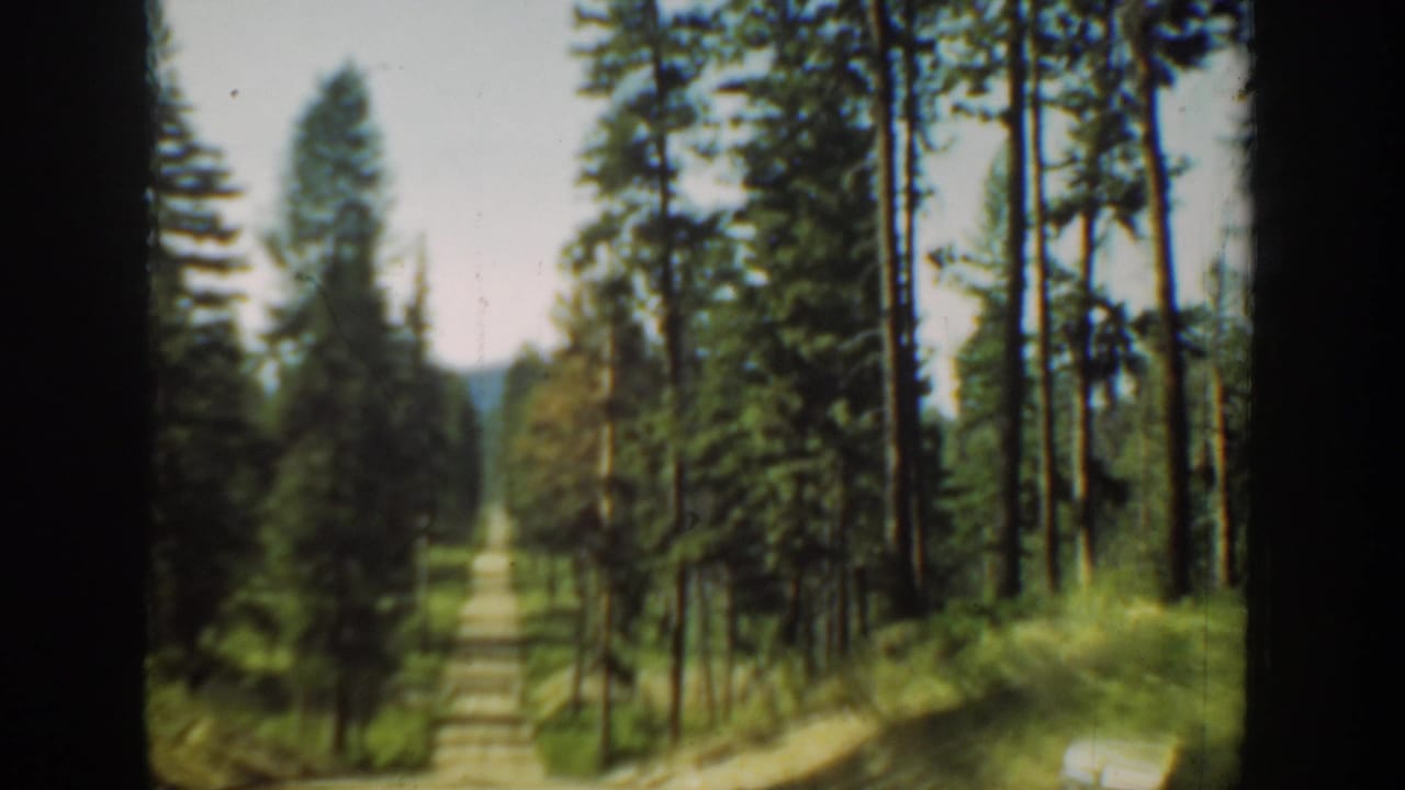 1940 Washington 8mm frame showing a dirt road receding through dense evergreen trees from a passenger viewpoint.