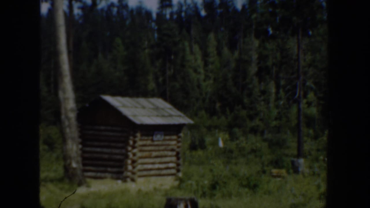 Small log structure in a forest clearing beside a tall pale tree trunk.