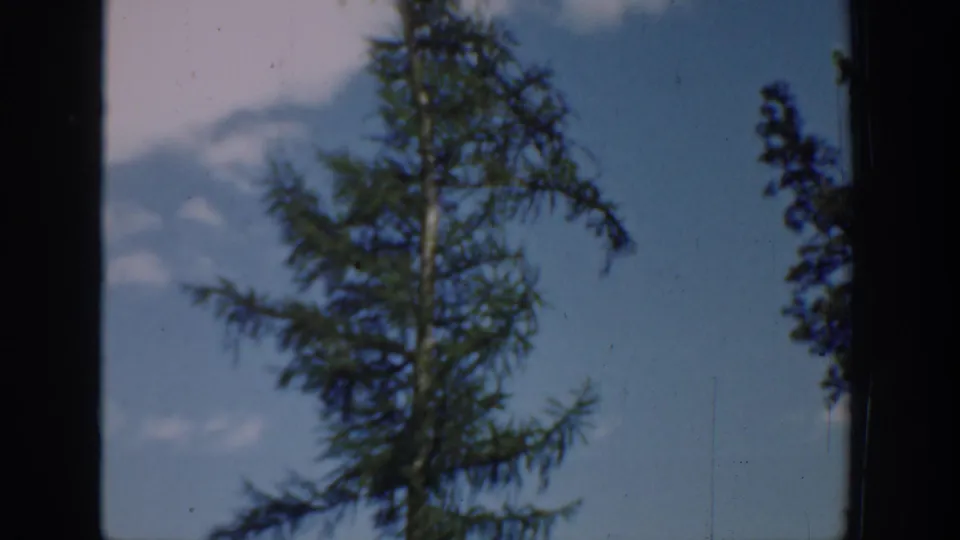 1940s Washington 8mm frame focused on a tall conifer against blue sky, with soft grain and visible film-frame edges.