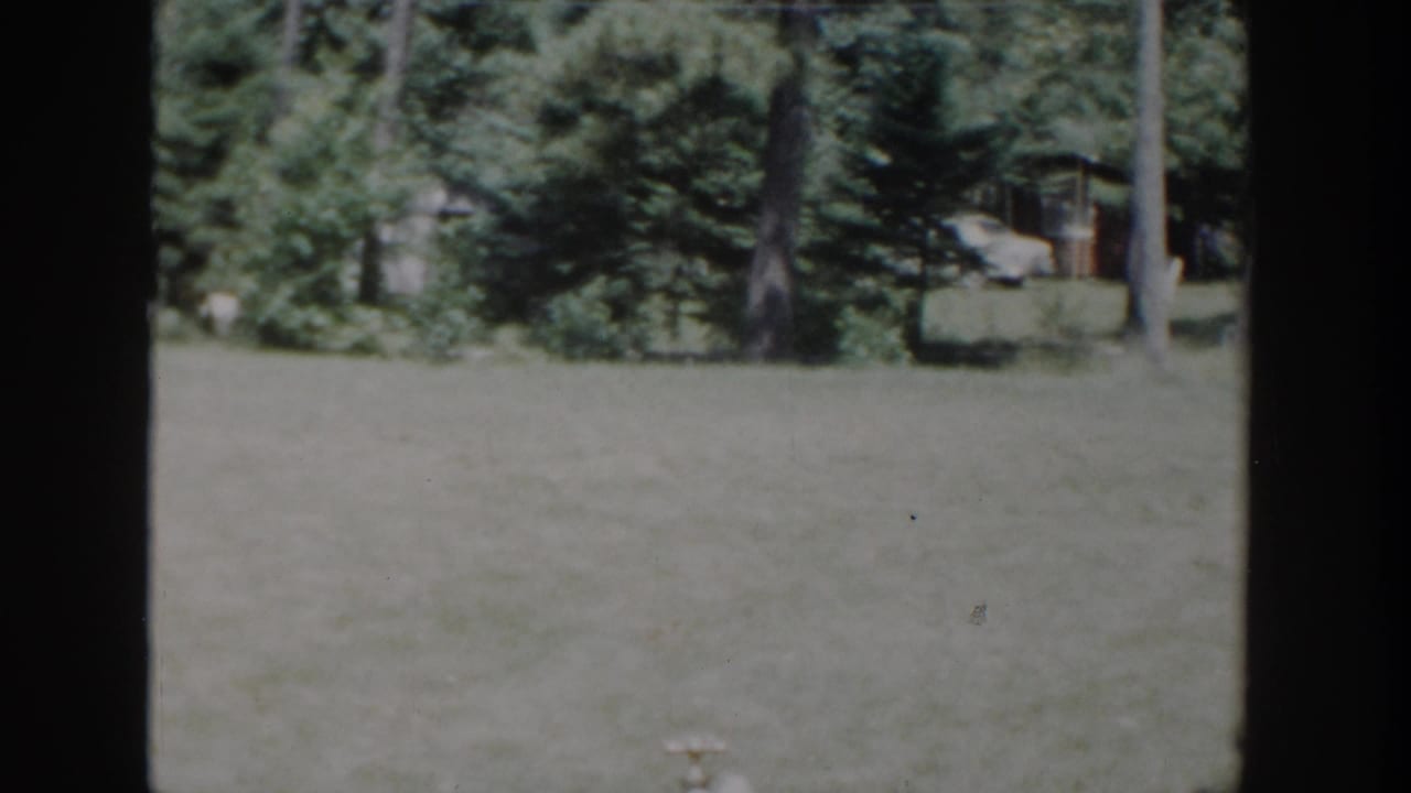 1953 Wisconsin 8mm frame showing a sunlit backyard, tall trees, and a small building partly hidden beyond the lawn.
