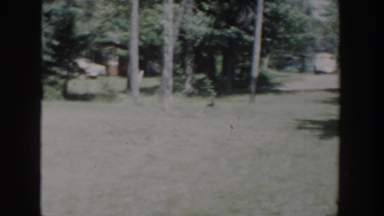 Grassy yard and tall trees with a path or drive running along the right side.