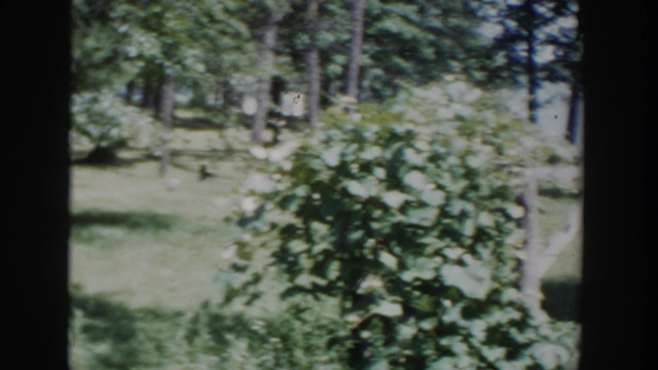 1953 Wisconsin 8mm frame of leafy shrubs and trees across an open green yard near the lakeside property.