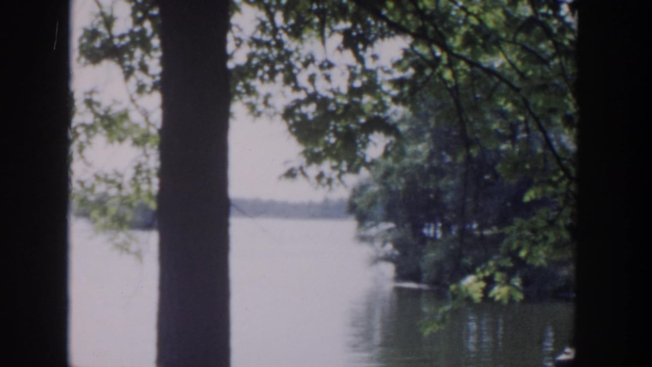 Dark tree trunks stand in front of a bright lake with leafy branches overhead.