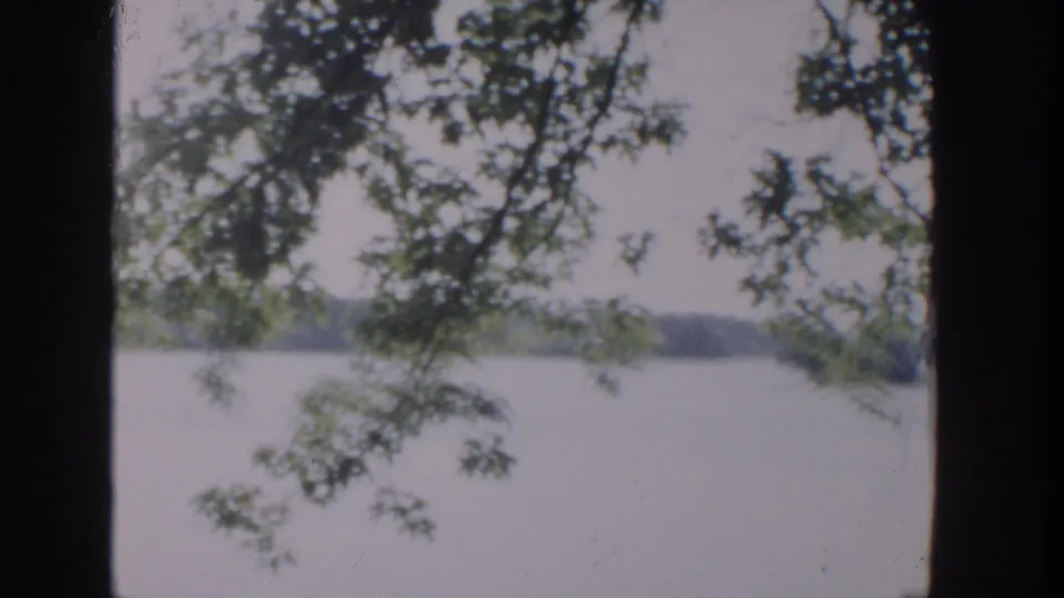 Wisconsin 8mm lakeside view with leafy branches, silhouetted tree trunks, bright water, and a low wooded shore in the distance.