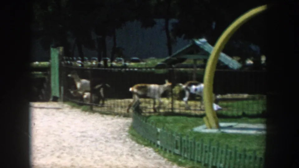 1954 Wisconsin Dells frame showing deer in a fenced outdoor area with a yellow arch, stonework, path, and shelter.