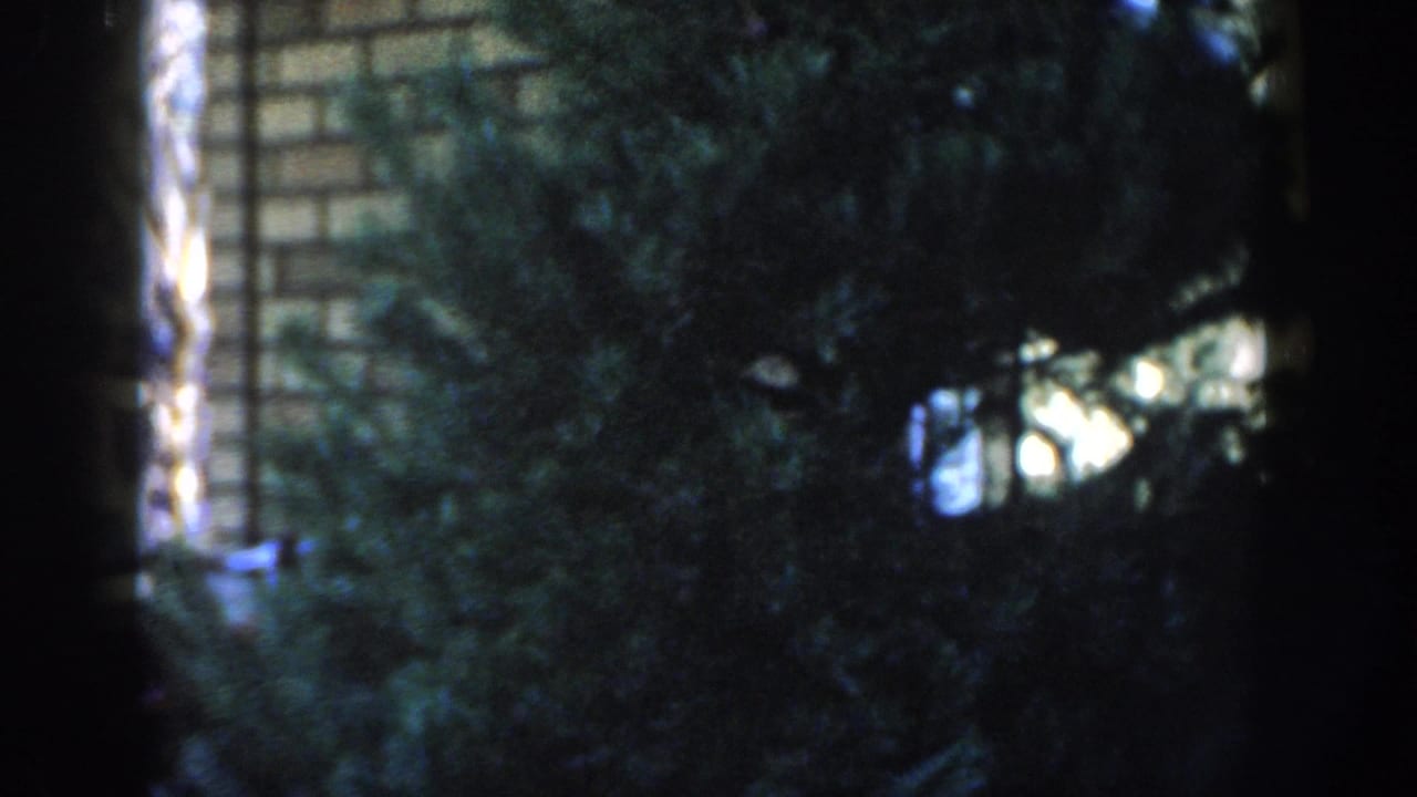 Pine branches cross a tan brick wall with bright reflected light near the window.