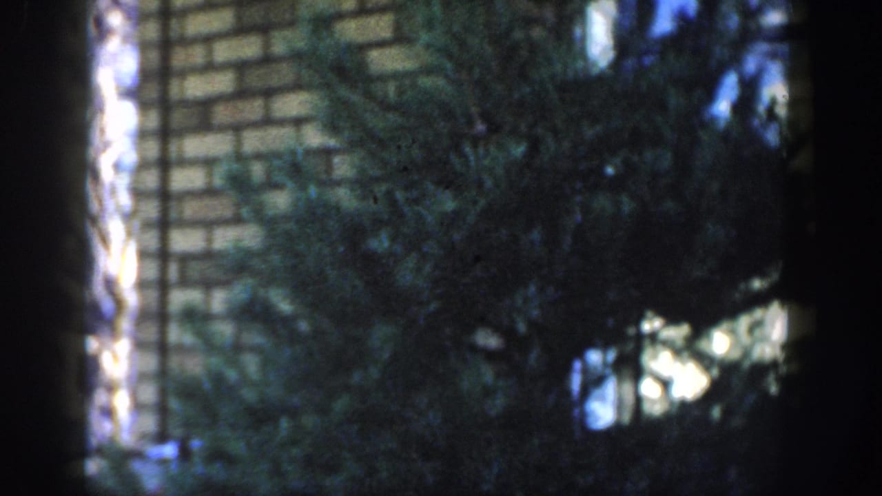 1954 Wisconsin Dells home-movie view of dense evergreen branches in front of a tan brick residential exterior.