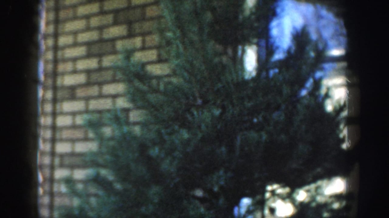 1954 Wisconsin Dells frame with evergreen foliage, tan brick wall, and bright window or sky reflections at the edge.