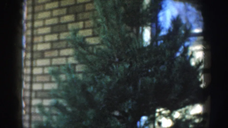 1954 Wisconsin Dells frame with evergreen foliage, tan brick wall, and bright window or sky reflections at the edge.