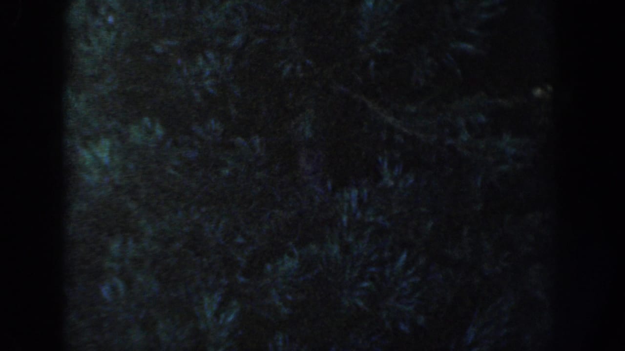 1954 Wisconsin Dells home-movie frame showing dark shrubbery near a house exterior under dim blue night lighting.