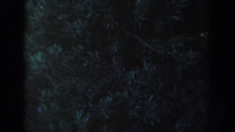 1954 Wisconsin Dells home-movie frame showing dark shrubbery near a house exterior under dim blue night lighting.