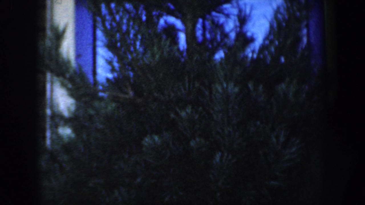 Large conifer branches in front of a house exterior at night.