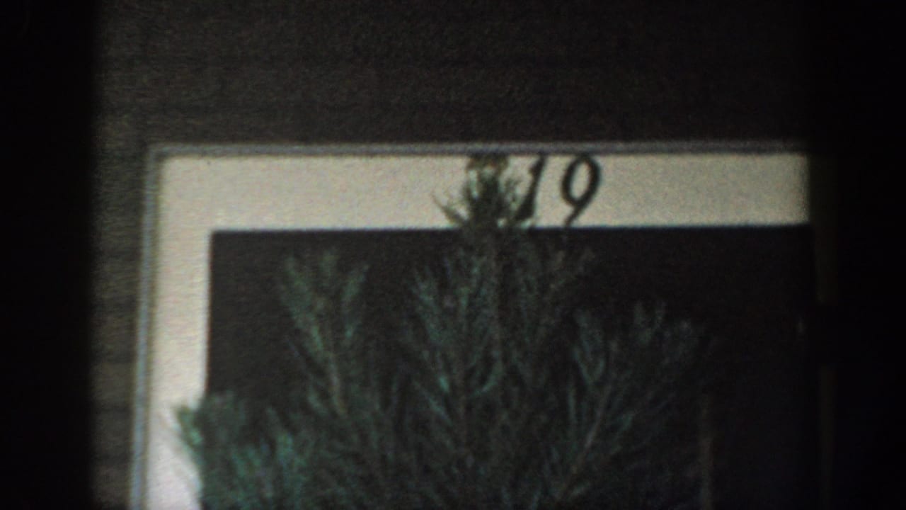 1954 Wisconsin Dells home-movie frame showing a house or sign detail with the number 719 and a pine tree partly obscuring it.