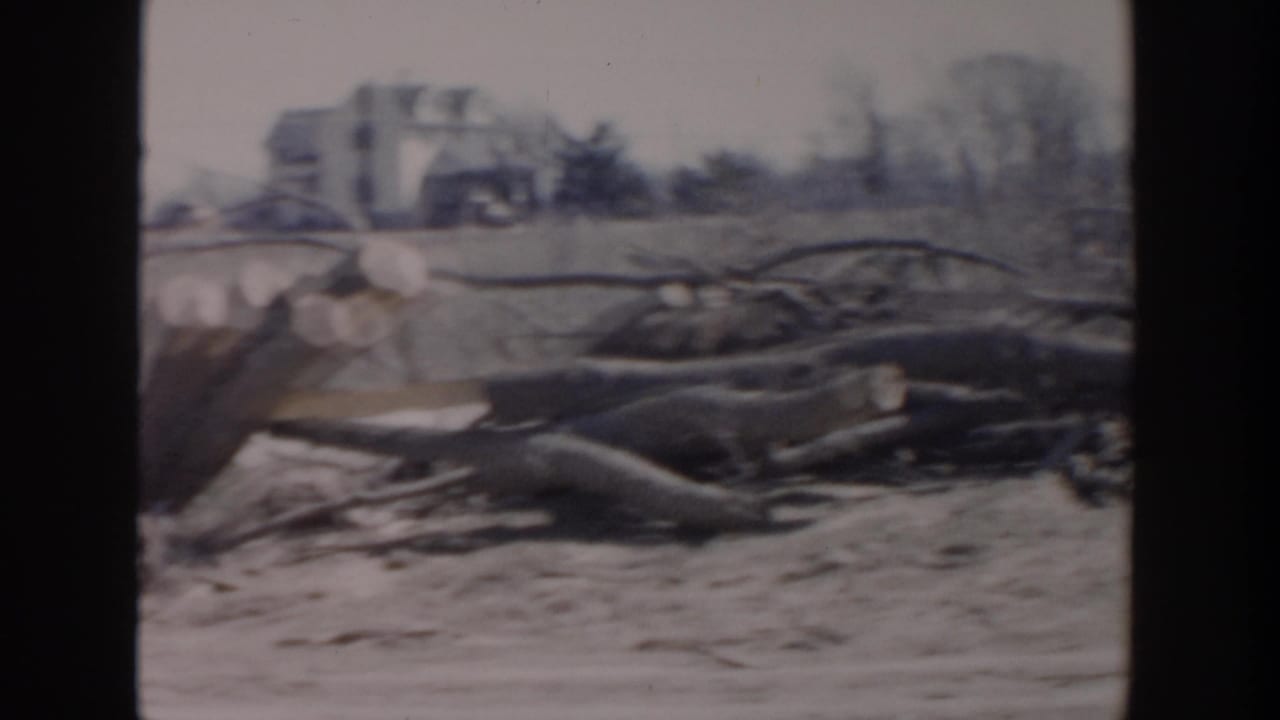 Fallen tree limbs and cut logs scattered across bare ground.