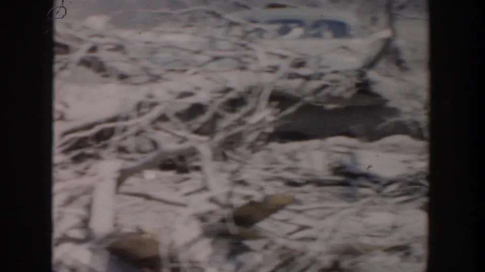 1956 Grand Rapids home-movie frame showing felled branches and brush across a cleared or disturbed site.