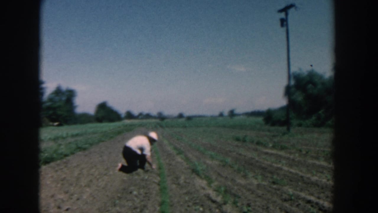 1957 Michigan 8mm frame showing a person kneeling in a garden row under open sky, with a utility pole and distant trees.