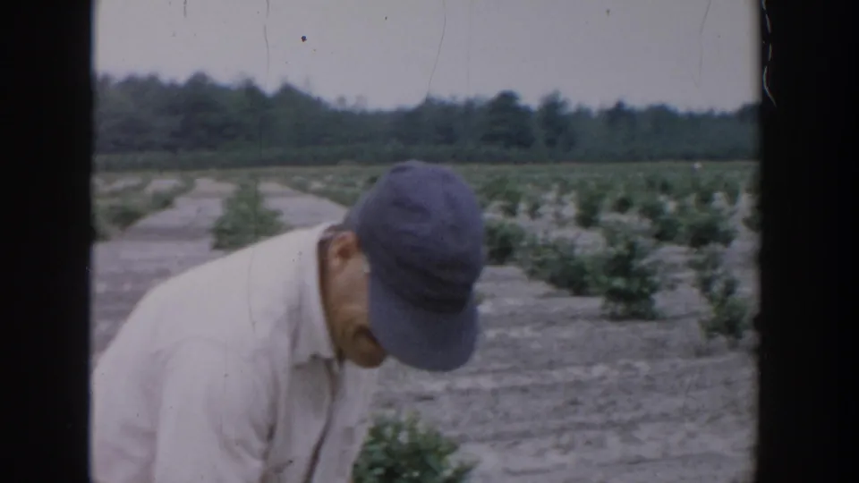 A man in a cap bends near young crops in a rural Michigan field in 1957 home-movie footage.