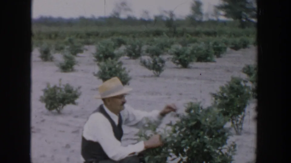 A man in a straw hat tends a leafy plant in a cultivated Michigan field, from 1957 8mm home-movie footage.