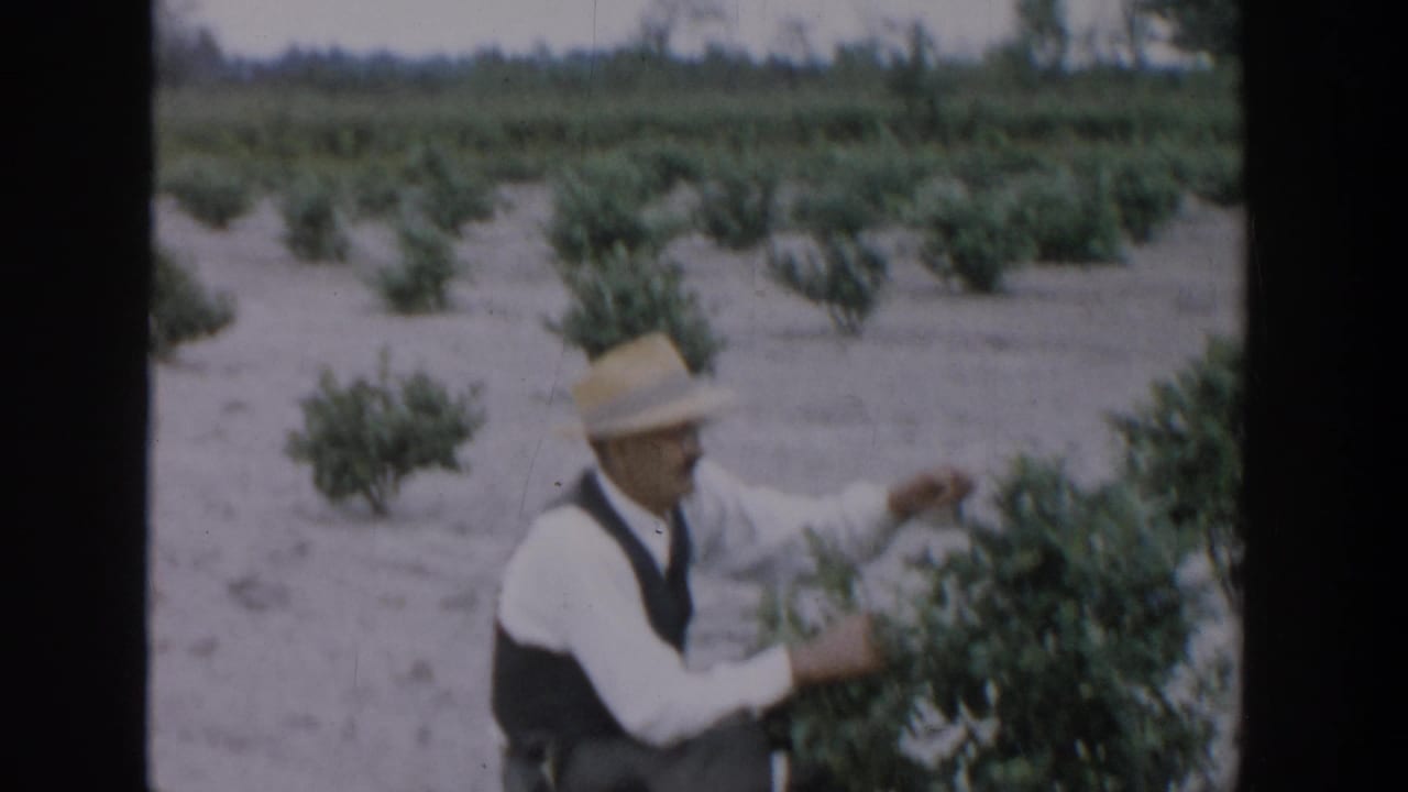 Man in a straw hat inspects blueberry bushes in a field.