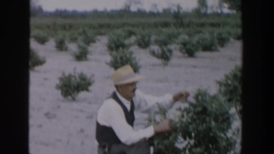 In 1957 Michigan 8mm footage, a man in a straw hat and dark vest reaches toward blueberry bushes in a sandy field row.