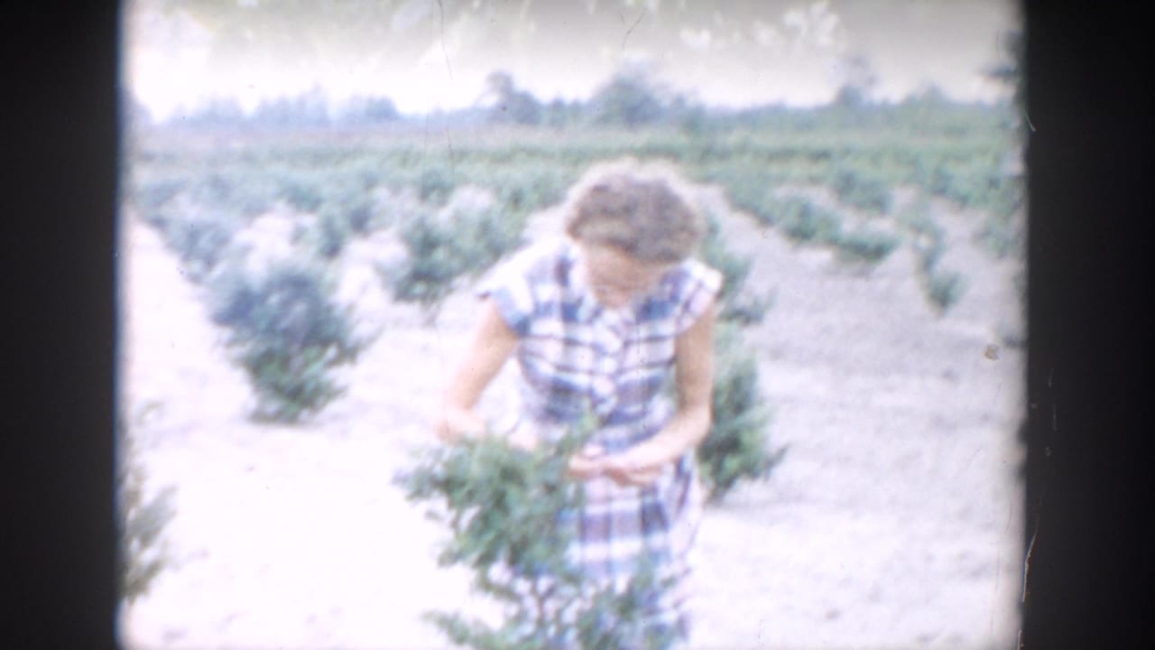 Woman in a plaid dress picks blueberries among field rows.