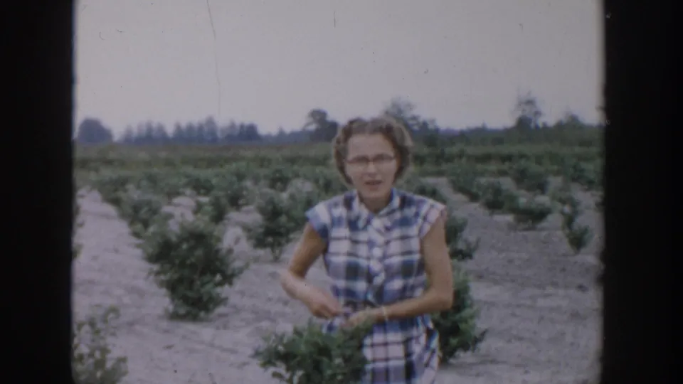The 1957 Michigan home movie shows a woman in glasses and a plaid dress standing in a blueberry field with rows behind her.