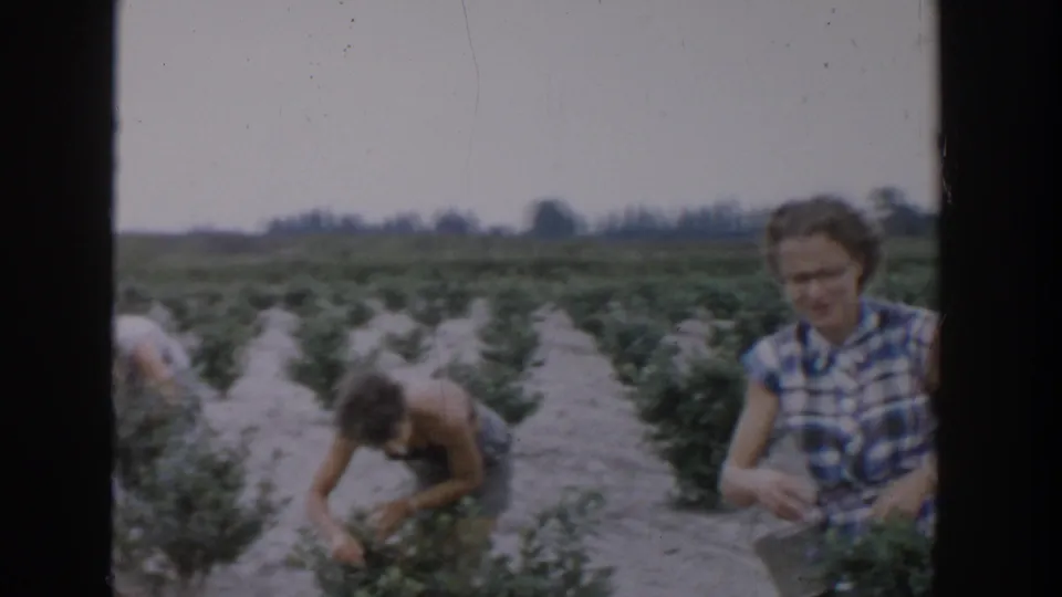 Two adults work among blueberry bushes in the Michigan field, with one bending to pick and another standing near the frame edge.